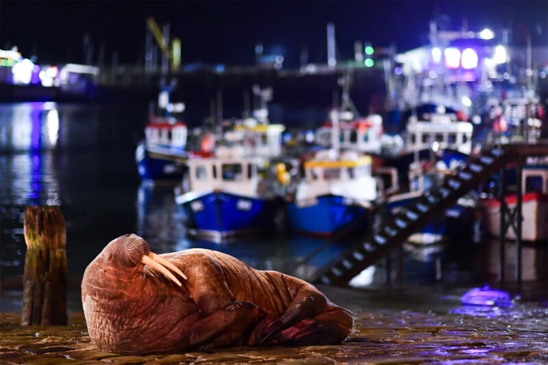British Wildlife Photography Awards 2024, a walrus laying down at a pier at night with ships in the background