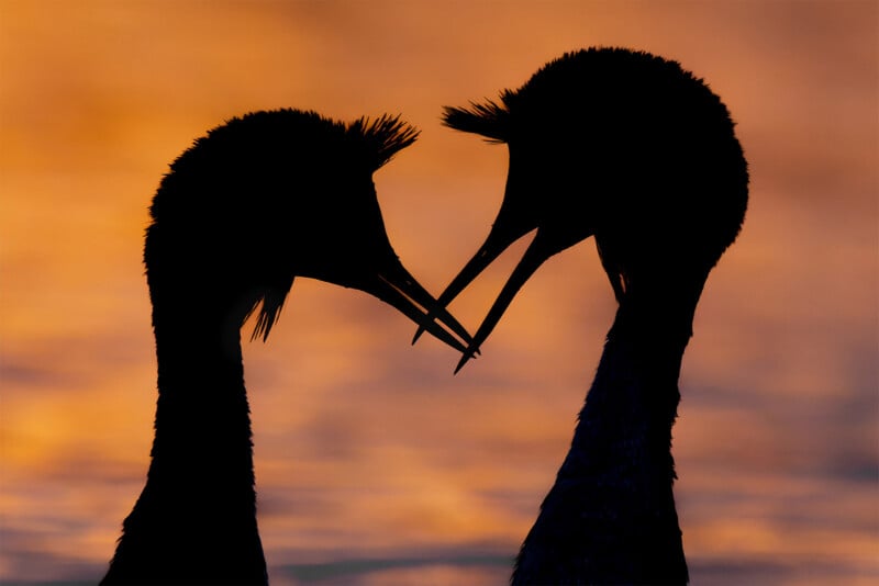 British Wildlife Photography Awards 2024, image of two birds, silhouette at sunset