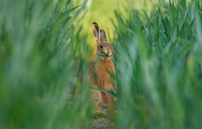 British Wildlife Photography Awards 2024, a brown hare seen through the grass at eye-level 