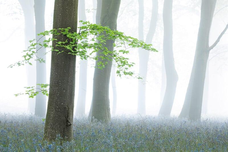 British Wildlife Photography Awards 2024, wide-angle photo of beech trees in the mist, green and white