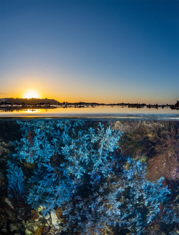 British Wildlife Photography Awards 2024, wide-angle photo of plants underwater at sunrise 
