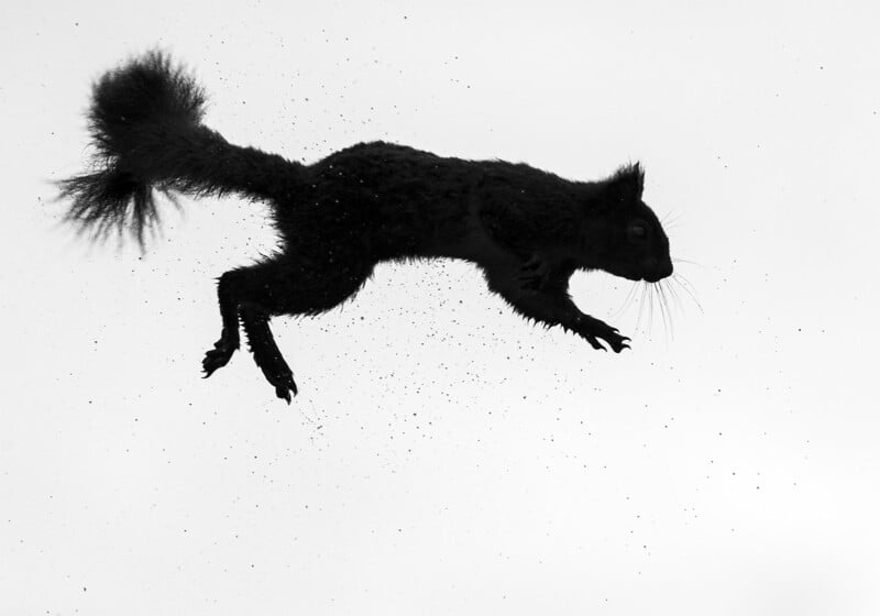 British Wildlife Photography Awards 2024, telephoto black and white image of a squirrel jumping through the air, silhouette 