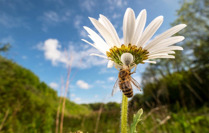 British Wildlife Photography Awards 2024, macro photo of a honeybee on a white daisy, blue sky 