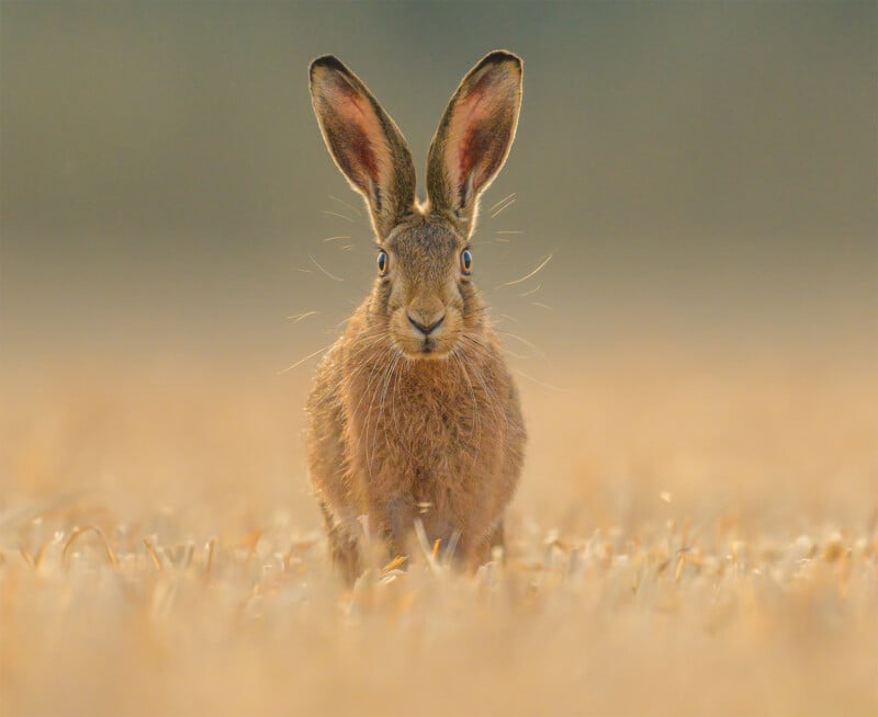 British Wildlife Photography Awards 2024, portrait of a brown hare in a field, orange light and green background