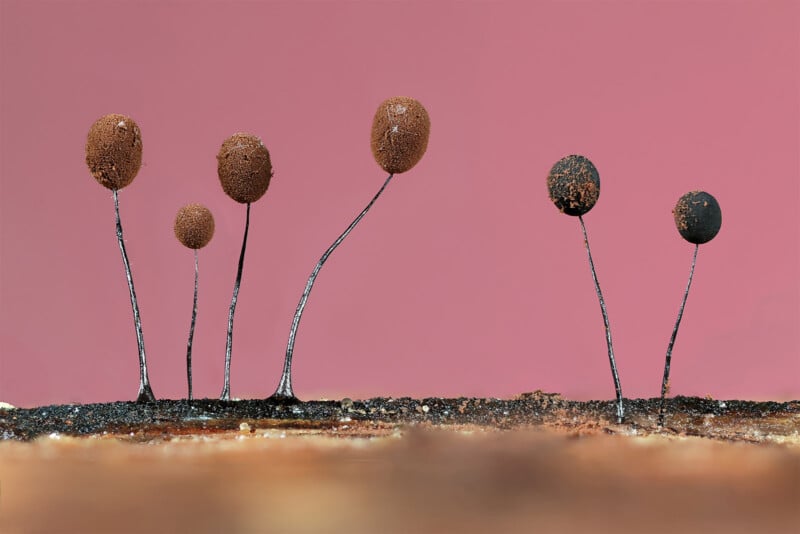 British Wildlife Photography Awards 2024, macro photo of slime mold against a pink background