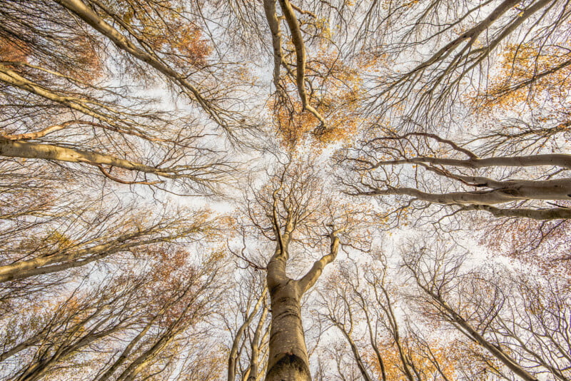 British Wildlife Photography Awards 2024, wide-angle photo looking up at beech trees in autumn, white sky