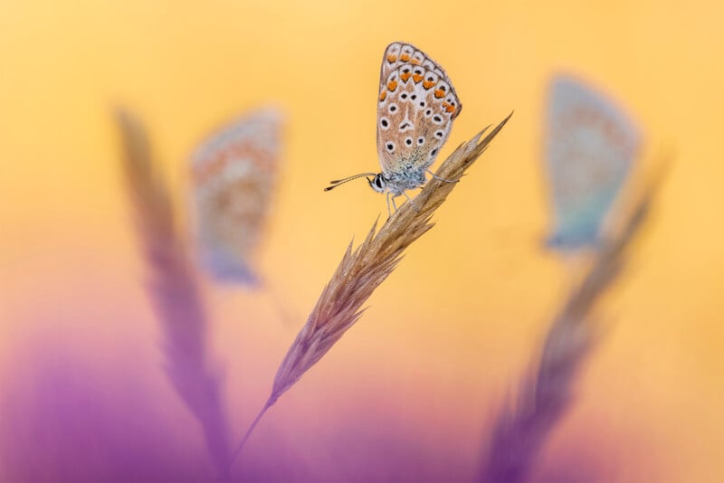 British Wildlife Photography Awards 2024, macro photo of three butterflies against an orange background, purple flowers in the foreground