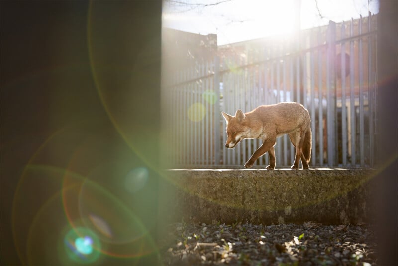 British Wildlife Photography Awards 2024, portrait of a red fox walking in an urban city environment during the daytime, sunlight streaming down