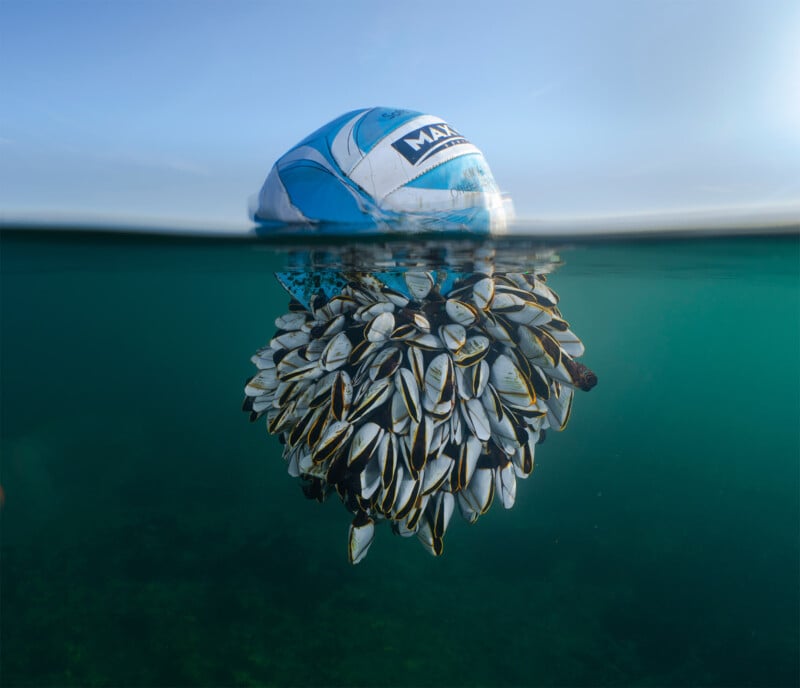 British Wildlife Photography Awards 2024, photo of a soccer ball above water with goose barnacles hanging off it beneath the ocean surface, blue and green, daytime