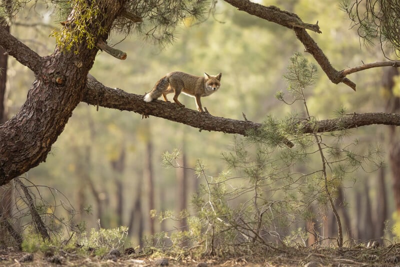 British Wildlife Photography Awards 2024, portrait of a red fox walking across a tree branch, above the ground, forest