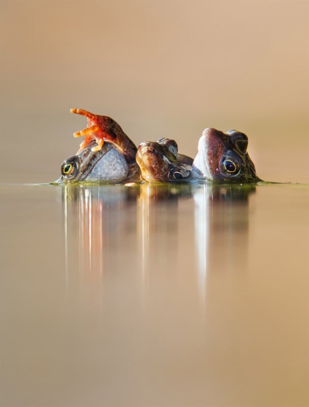 British Wildlife Photography Awards 2024, image of three frogs in water 