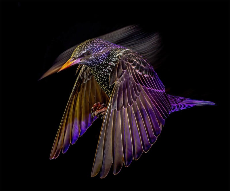 British Wildlife Photography Awards 2024, image of a starling against a black background, shot with a flash