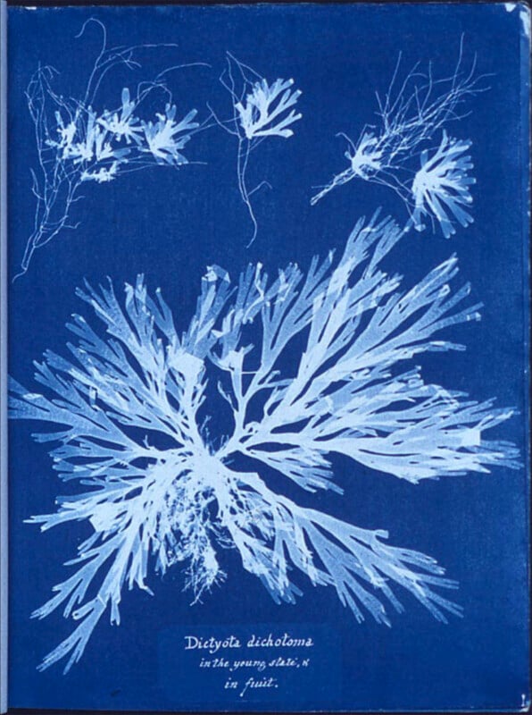 A cyanotype of a plant made by Anna Atkins