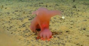 barbie pig underwater species