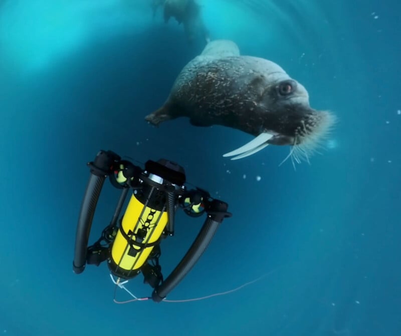 Boxfish Luna underwater drone -- video screenshot -- walrus and drone. 