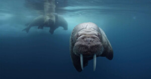 Boxfish Luna underwater drone -- video screenshot -- drone underwater, walrus.