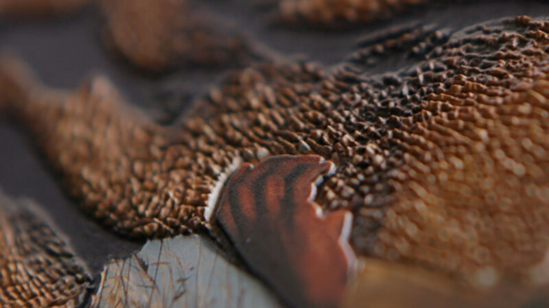 A closeup of elevated texture mimicking rhino skin with a person's hand.
