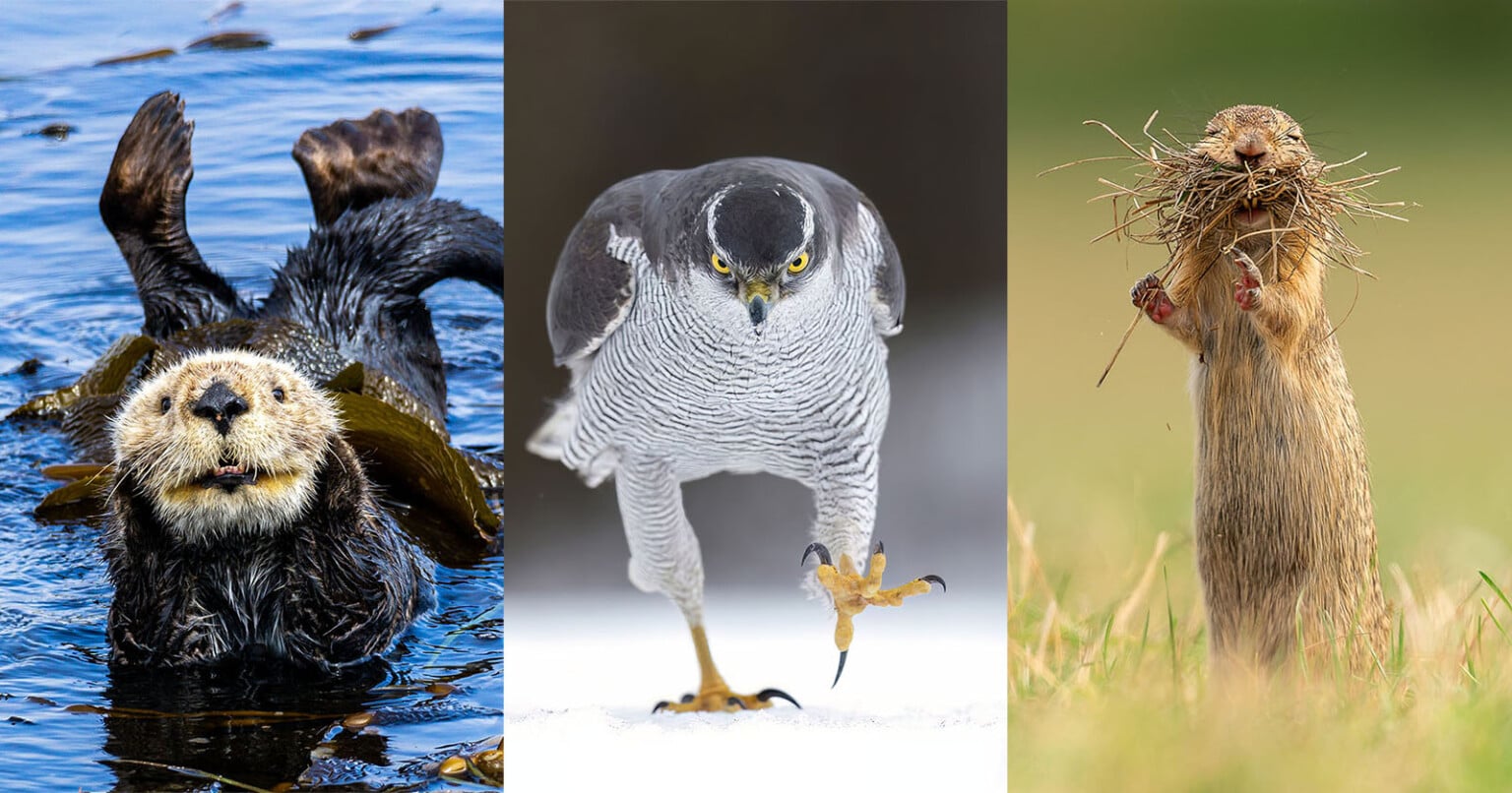 Nikon Gets the Giggles and Partners With Comedy Wildlife Photo Awards ...