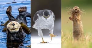 Nikon joins Comedy Wildlife Photo Awards -- otter, hawk, and squirrel