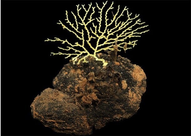 A large, branching bryozoan using one of the polymetallic nodules as a surface on which to grow. 