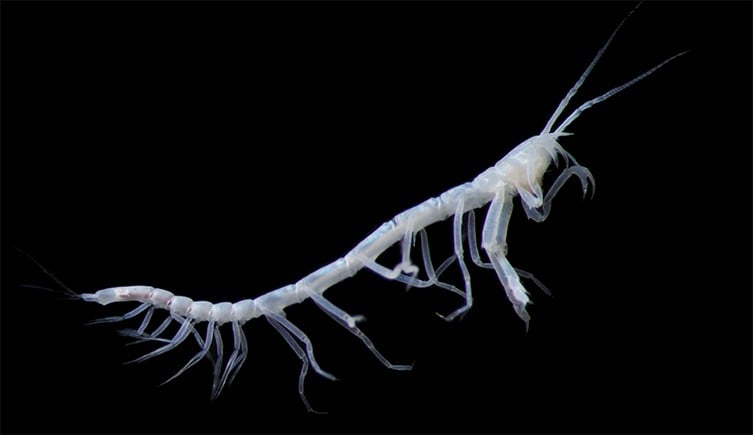 A worm-like tanaid, which are a group of crustaceans living on the sea floor.
