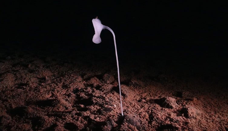 An other-worldly glass sponge growing on the sea floor.