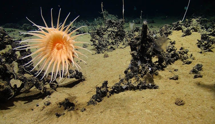 An abyssal sea anemone growing in a manganese-encrusted reef.
