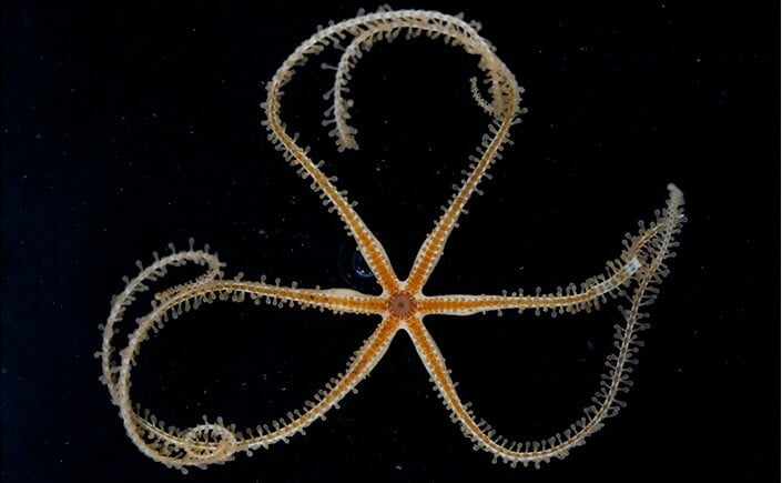 Sea stars with whip-like limbs