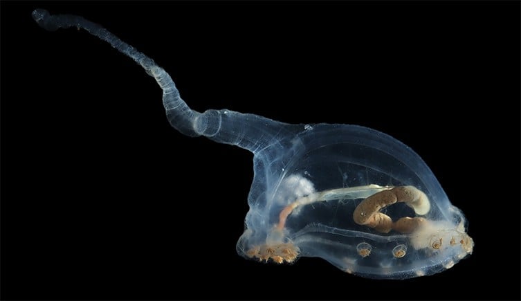 A see-through sea cucumber nicknamed the “unicumber"