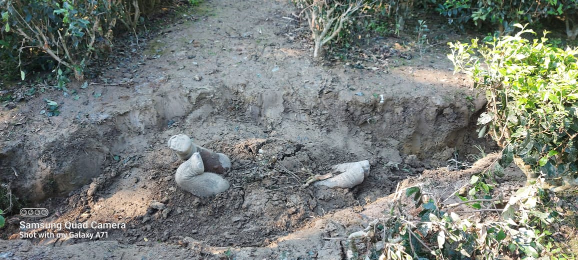 Buried elephant calf carcass