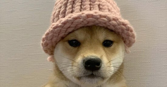 A dog with a pink knit hat.