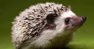 A hedgehog against a green background.