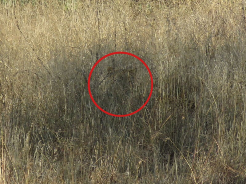 Henri Olckers wildlife photo, leopard hidden in the grass, Kruger National Park in South Africa