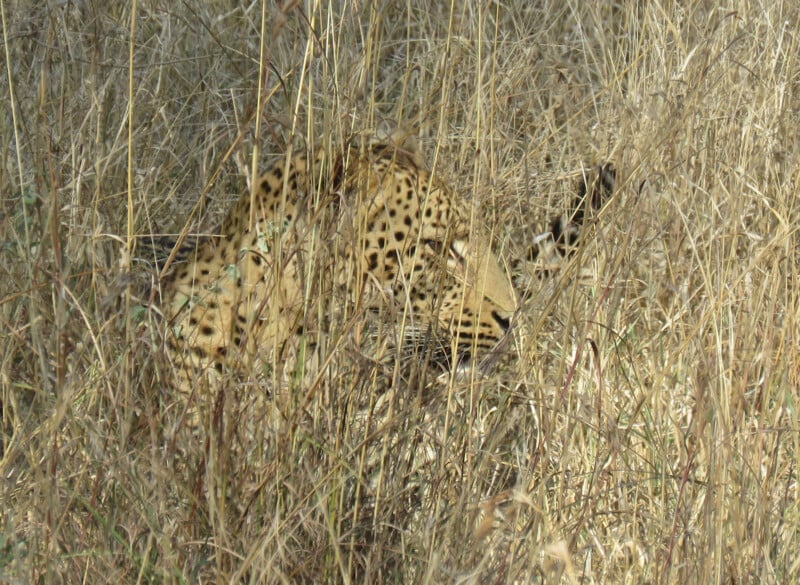 Henri Olckers wildlife photo, leopard hidden in the grass, Kruger National Park in South Africa