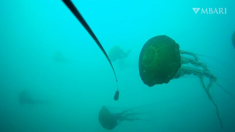 Jellywish seen in the ocean.