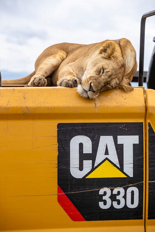 Lions sleeping on CAT vehicles