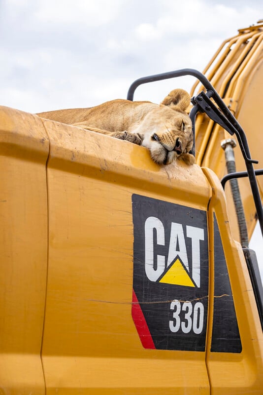 Lions sleeping on CAT vehicles