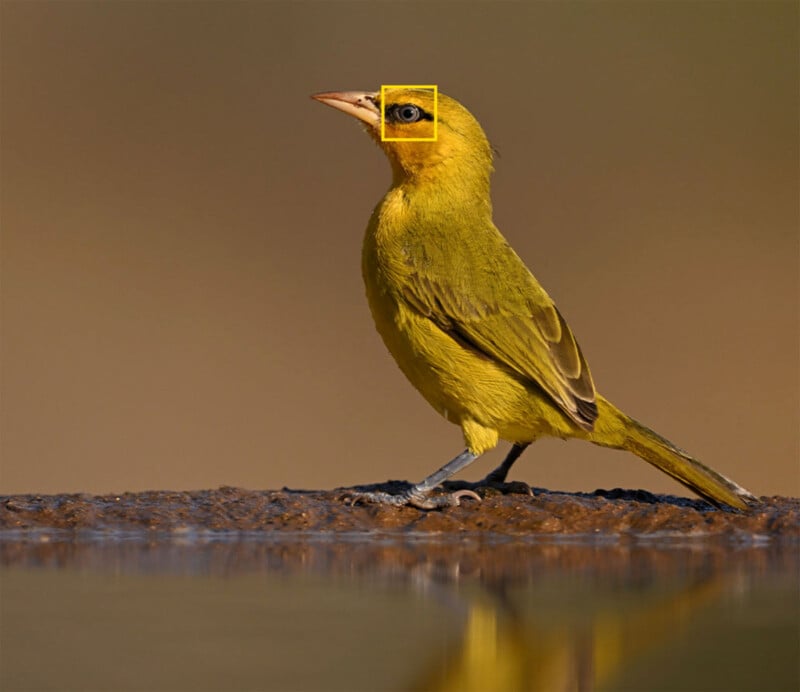 Nikon is all-in on wildlife photography with the Nikkor Z system