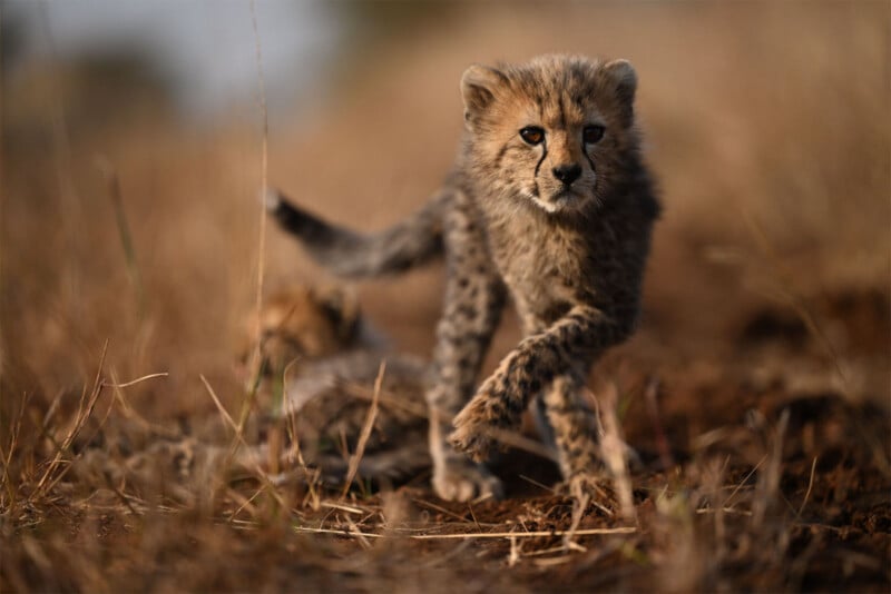 wildlife image of a young cheetah