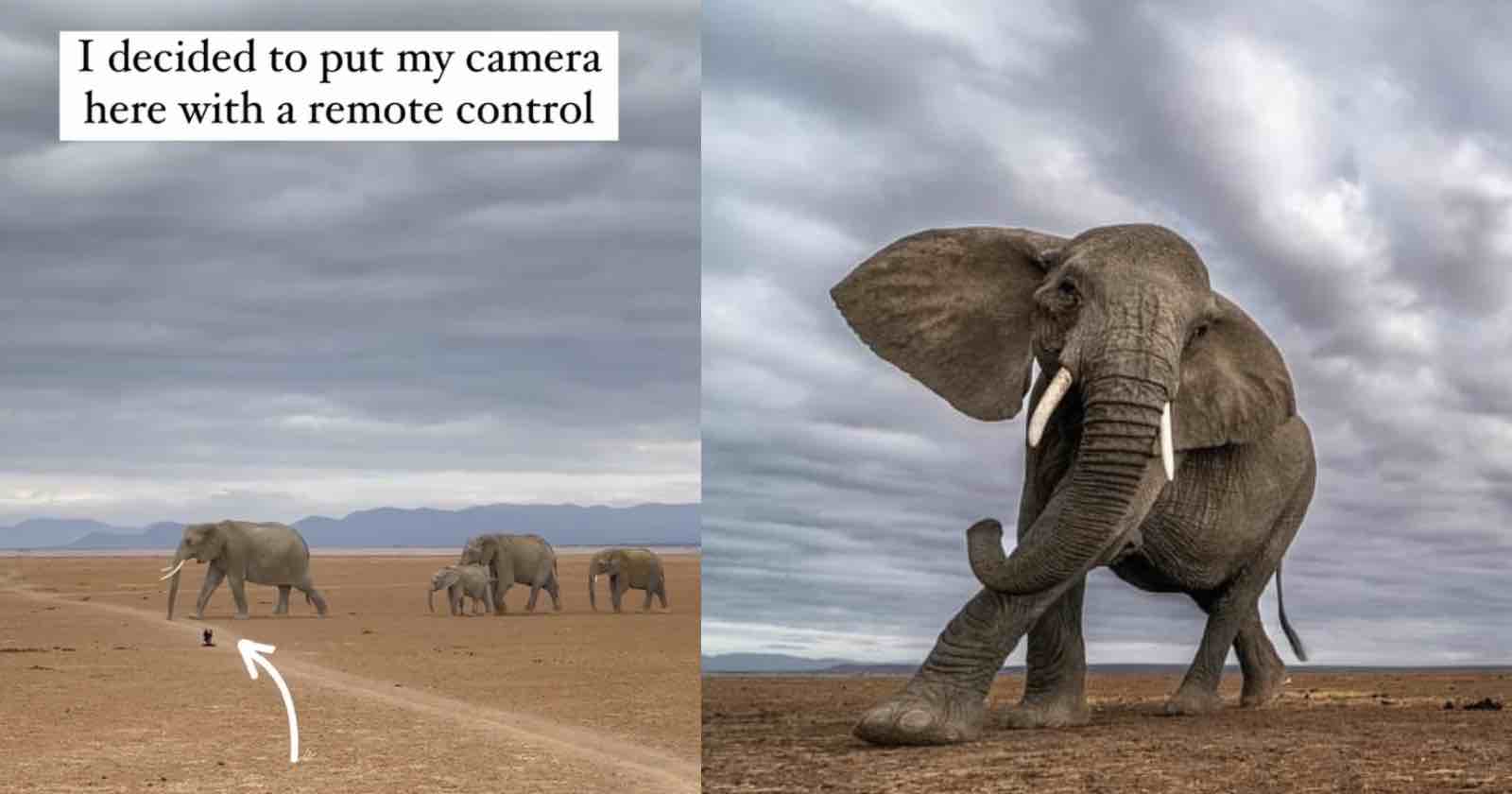 Elephants Almost Trample Camera But Photographer Gets Perfect Shot