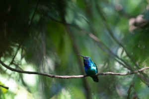 New Photos Show One of the World's Rarest Hummingbirds | PetaPixel