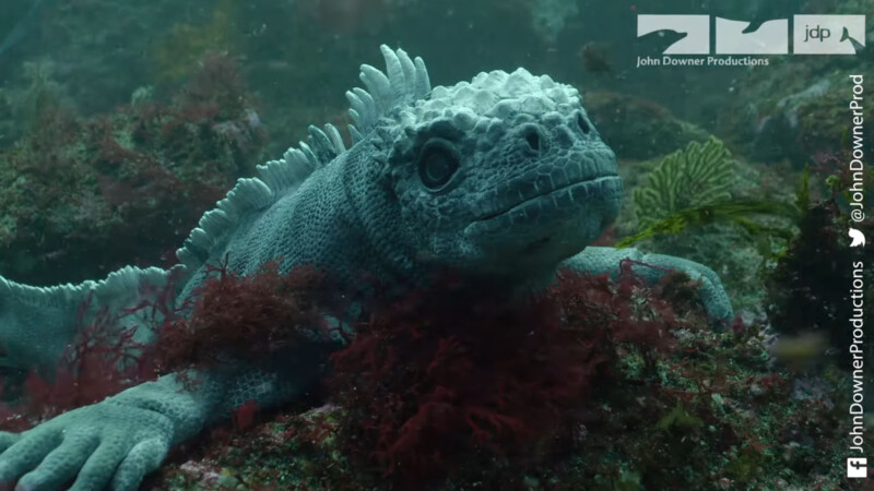 A robot iguana is seen underwater.