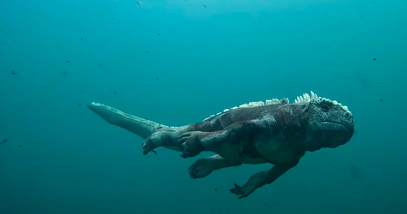 A robot iguana swims underwater.
