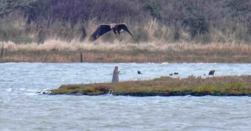A white-tailed eagle swoops towards the water's surface with an adult grey seal directly beneath. The seal is seen barking in the photo before it spits at the eagle.