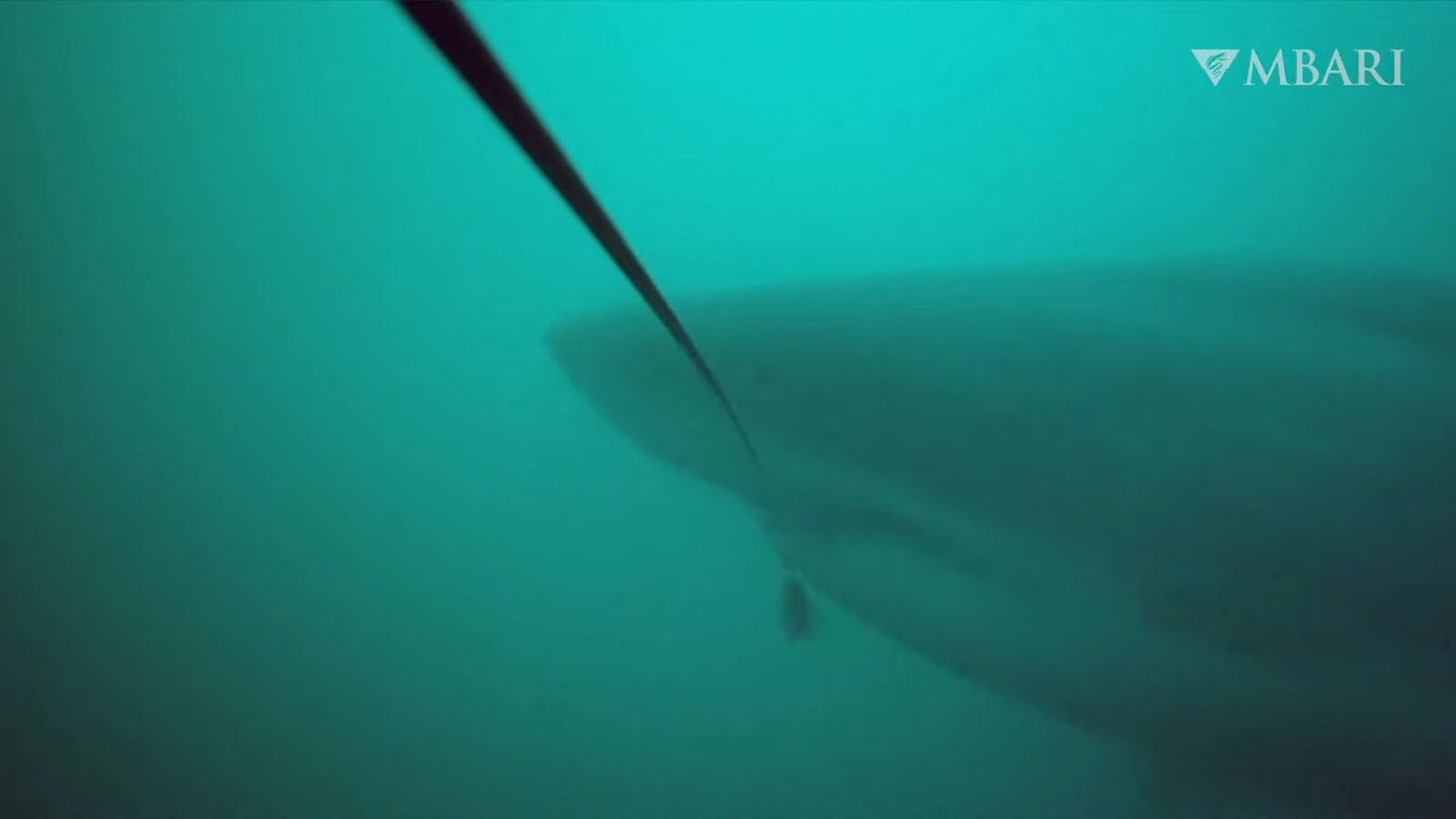 Underwater Camera Captures Footage of Elusive Predators | PetaPixel