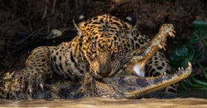 Sony World Photography Awards 2024 Open cateogry winners, jaguar eating a caiman wildlife action image
