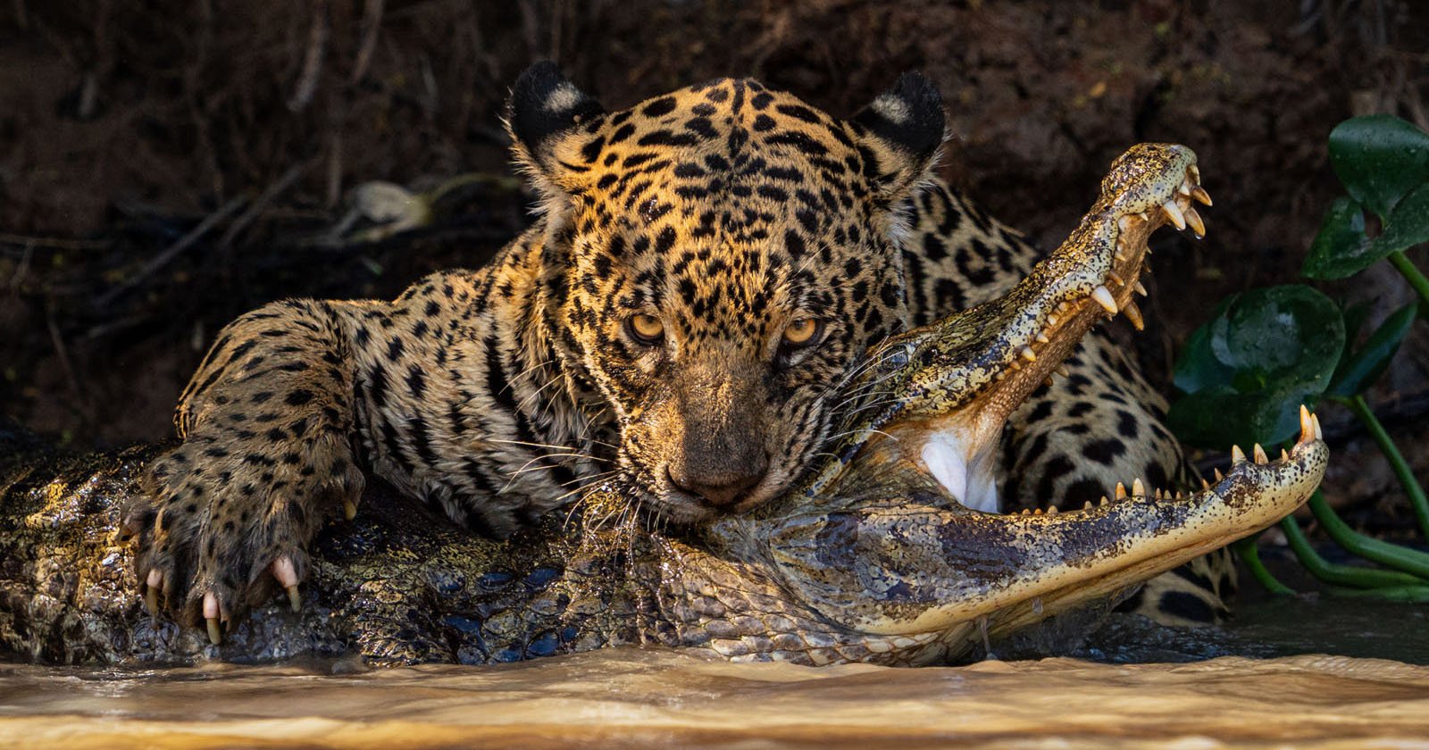 Sony World Photography Awards 2024 -- Open Category Winners -- image of a jaguar preying on a caiman, wildlife, action