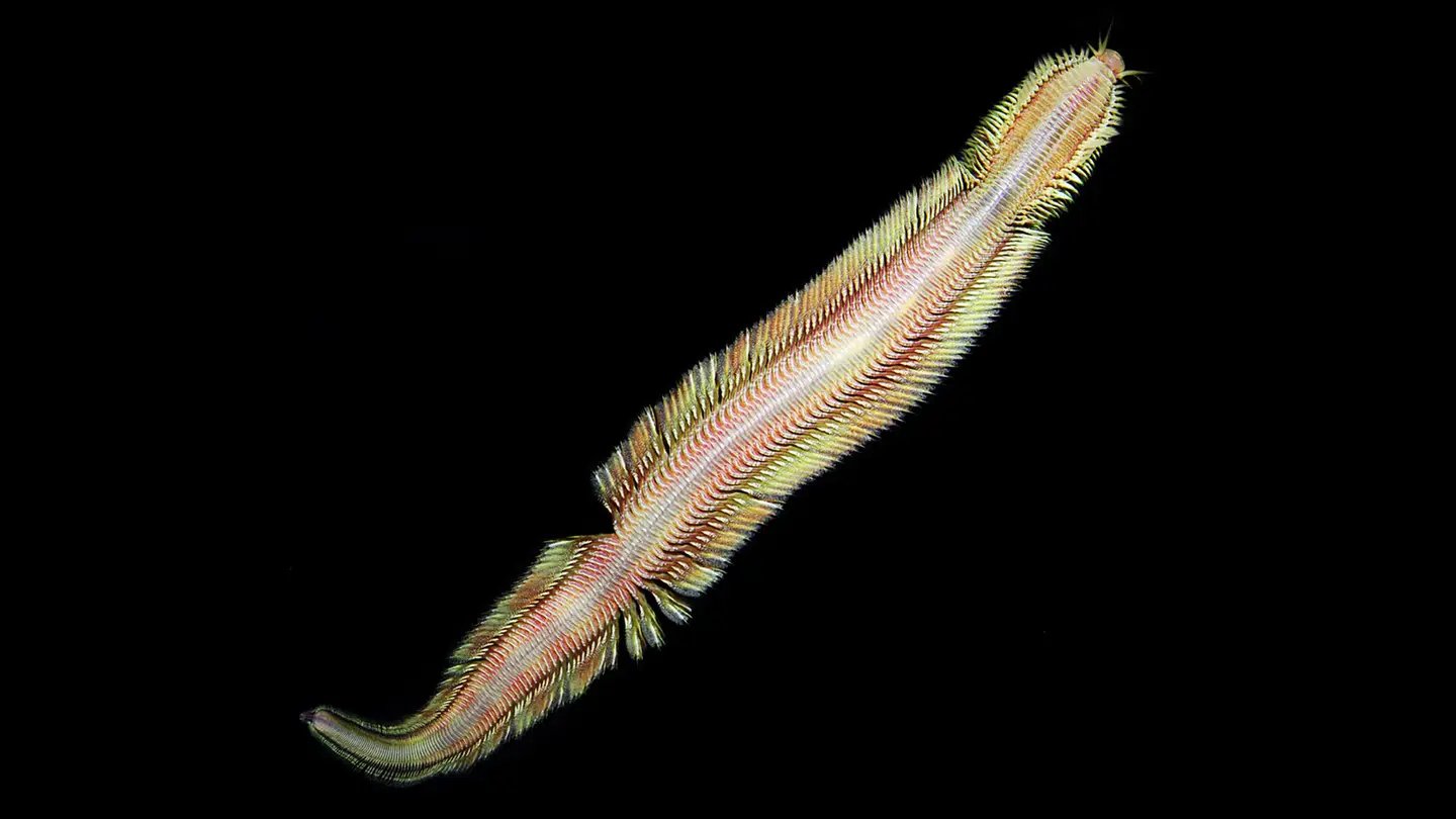 underwater deep sea worm magic carpet 