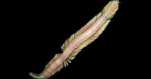 The first photography of a live male specimen of the new species of deep-sea worm, named Pectinereis strickrotti.