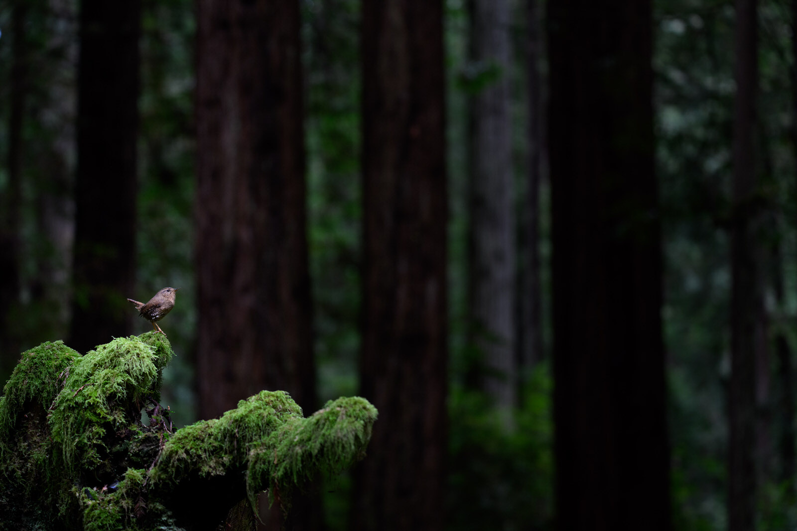 Photographing a Pacific Wren in the Redwood Forests of California ...